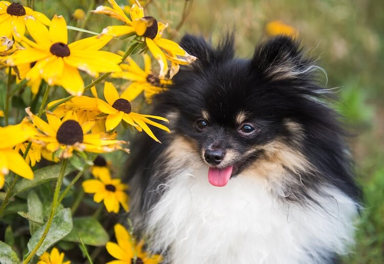 black sable pomeranian