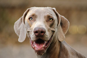 Weimaraner