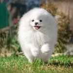 White Pomeranian