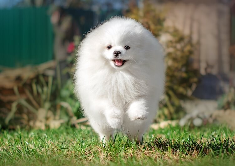 Pomerania blanco