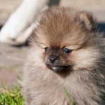 Wolf Sable Pomeranian