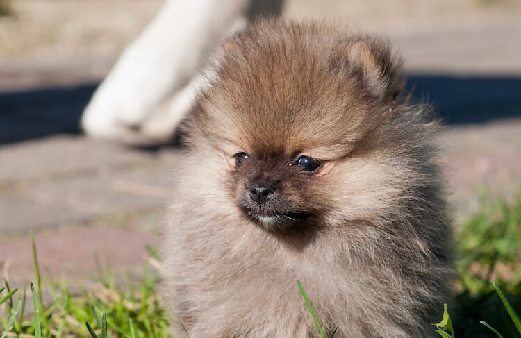 grey and white pomeranian