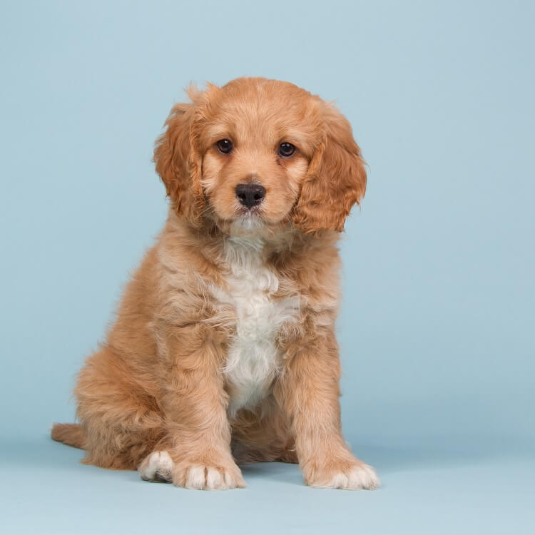 A Cavapoo Puppy