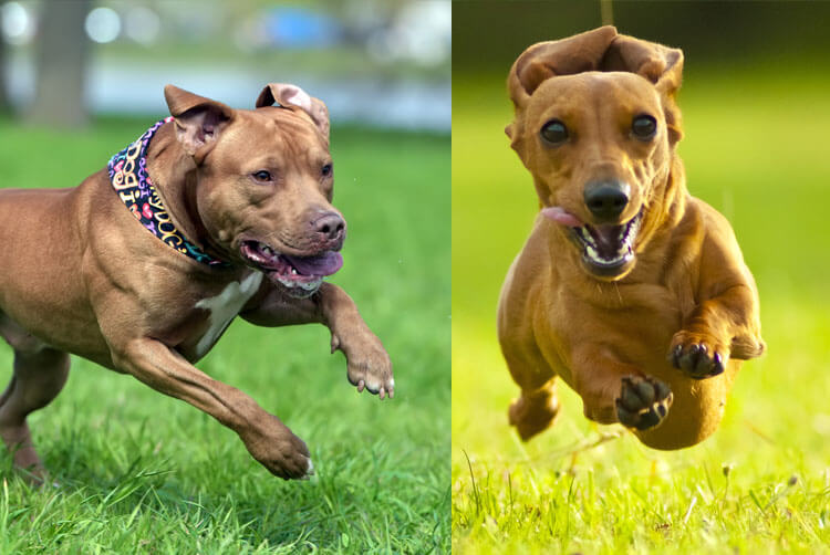 A Dachshund And Pitbull