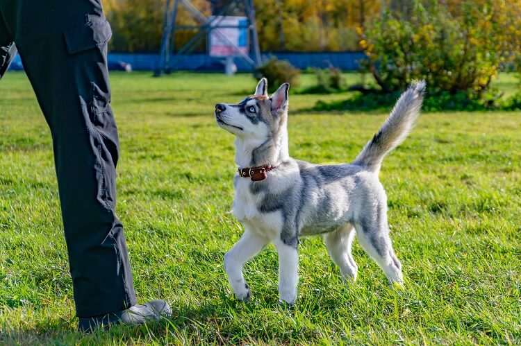 A Miniature Husky Playing