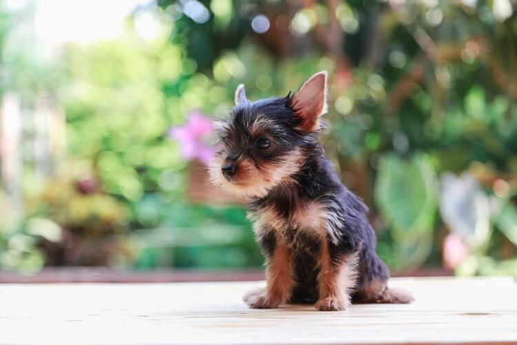 Uno Yorkie