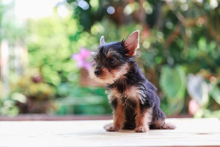 teacup silky yorkie