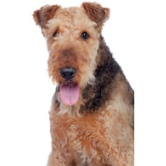 Airedale Terrier