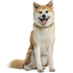 Akita