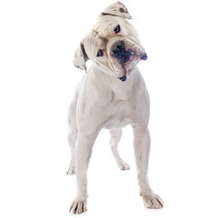 American Bulldog