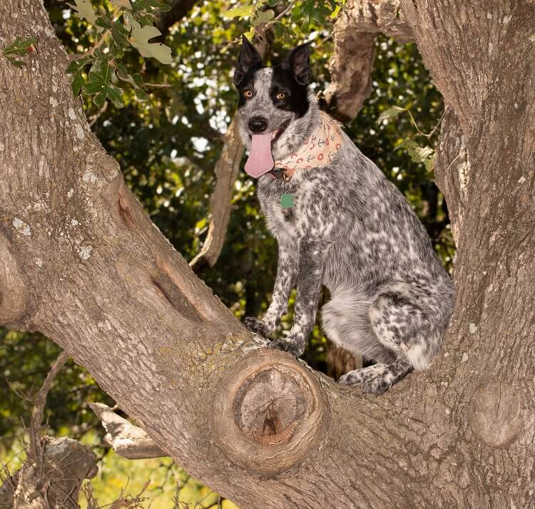 An Australian Shepherd Blue Heeler Mix In A Tree