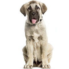 Anatolian Shepherd Dog