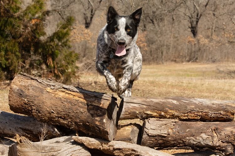 Aussie And Blue Heeler Mix Jumping