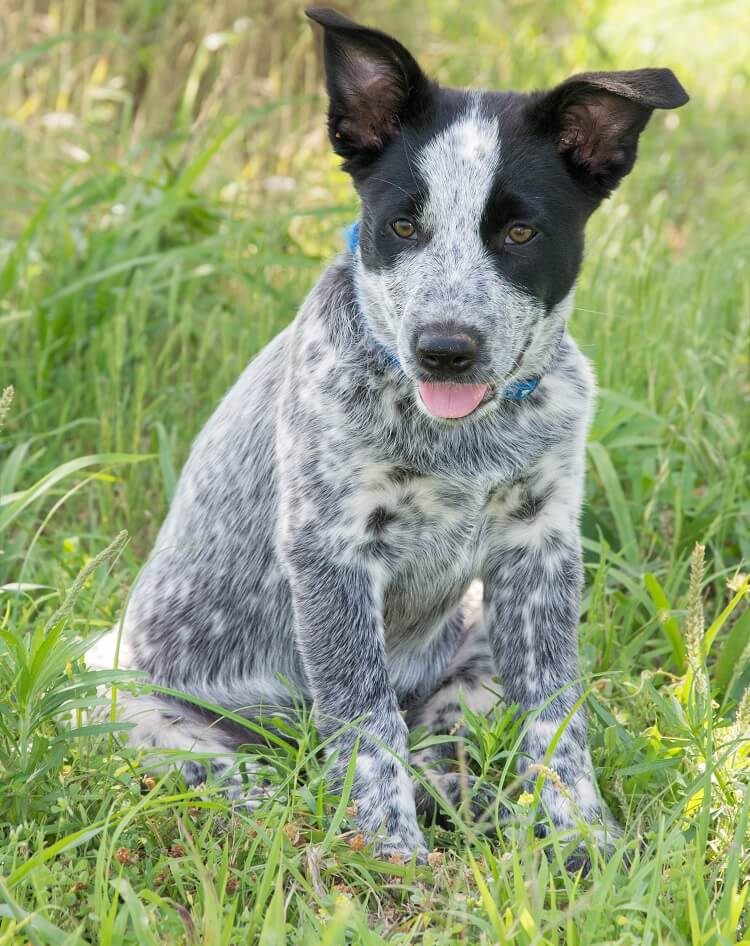 detaljer Smigre Messing Australian Shepherd Blue Heeler Mix: What To Know Before Buying | All  Things Dogs