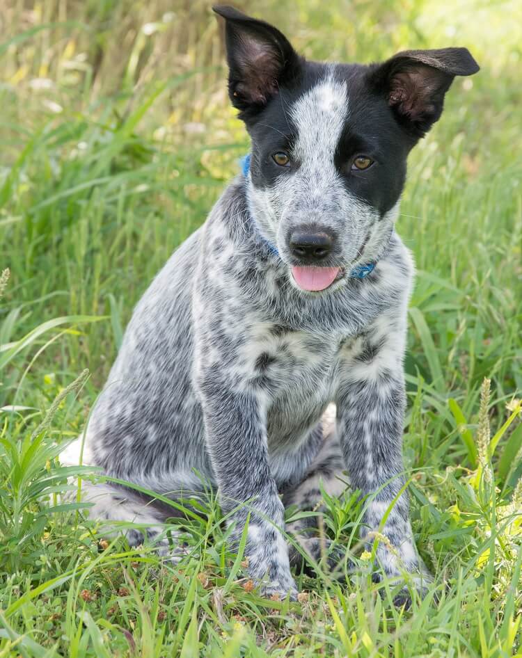 Australian Shepherd Blue Heeler Mix: What To Know Before Buying - All