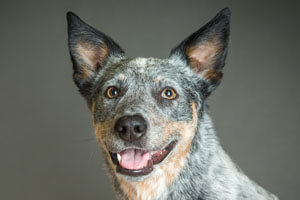 Australian Cattle Dog