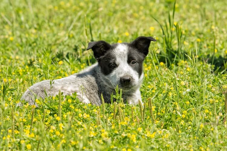 Australian Shepherd Blue Heeler Mix Puppy