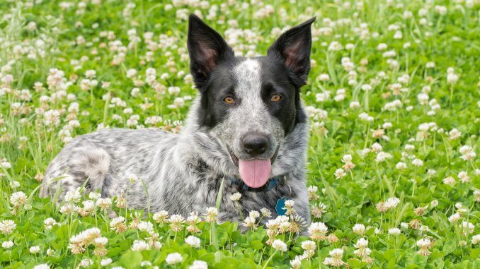 australian cattle dog blue heeler mix