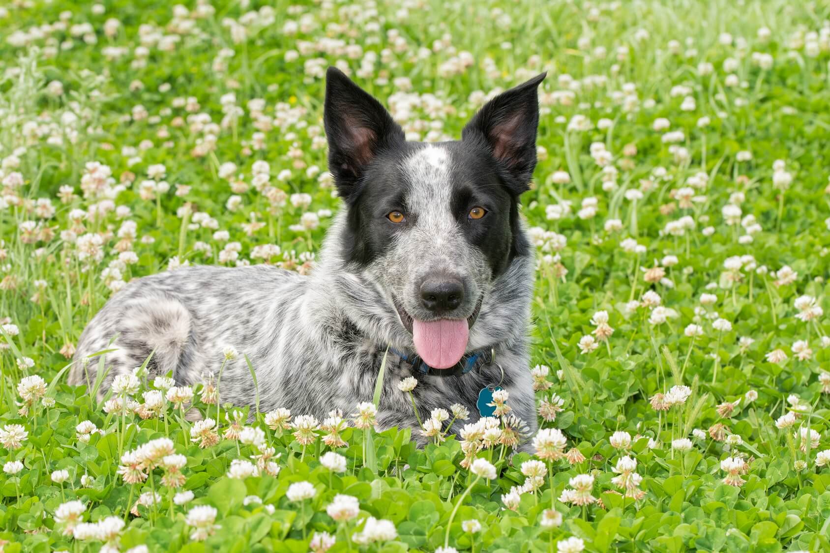 blue merle blue heeler