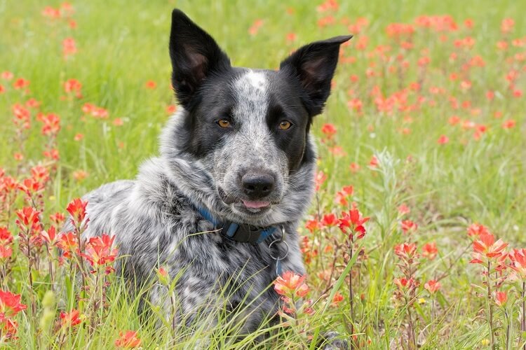 australian cattle dog australian shepherd mix