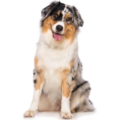 Australian Shepherd