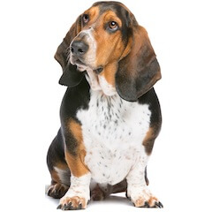 Basset Hound