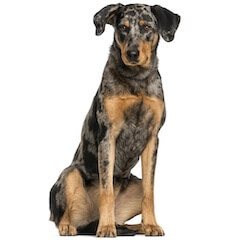 Beauceron