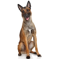 Belgian Malinois