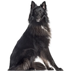 Belgian Sheepdog