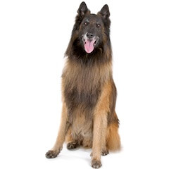 Belgian Tervuren