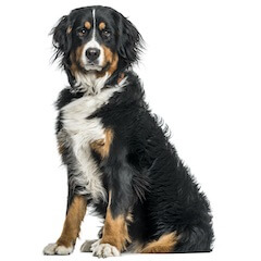 Bernese Mountain Dog