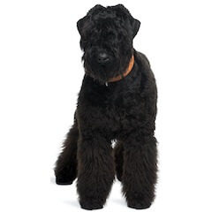 Black Russian Terrier