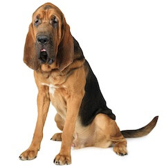 Bloodhound