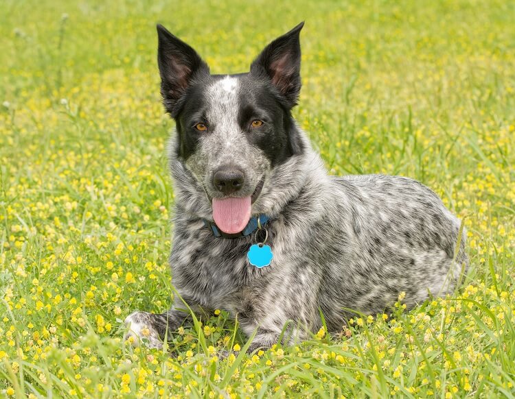 Blue heeler sales aussie mix
