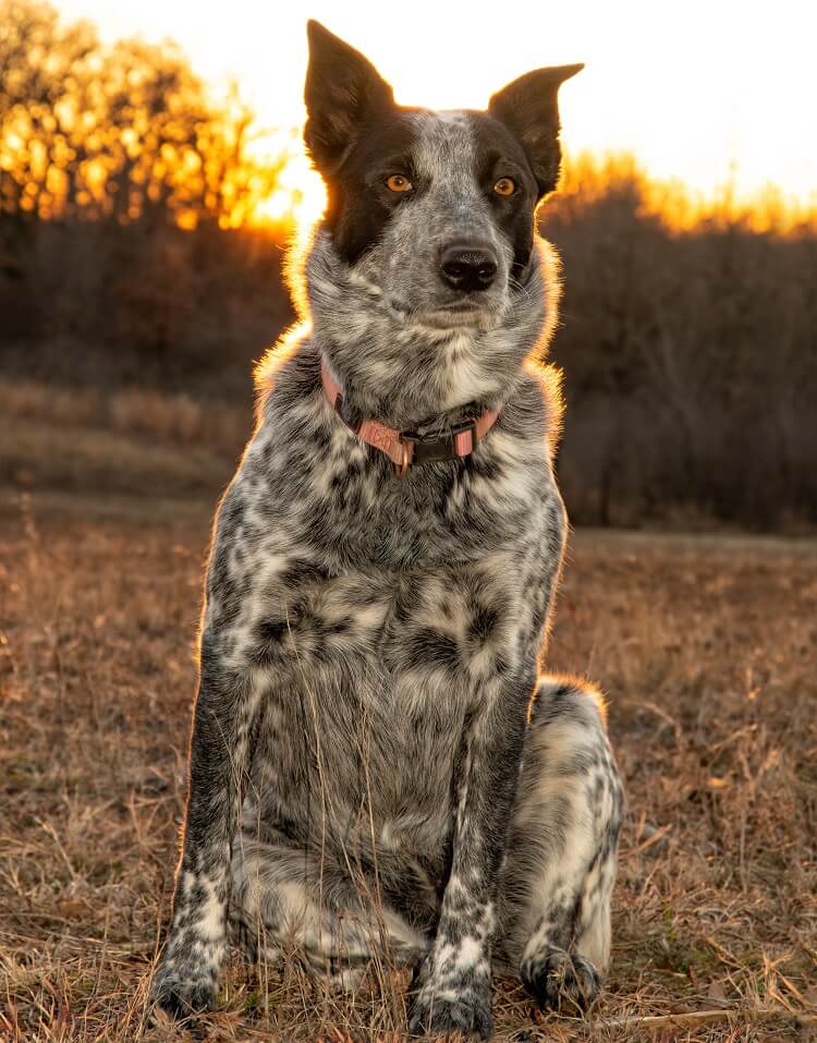 Blue Heeler Australian Shepherd And Lab Mix