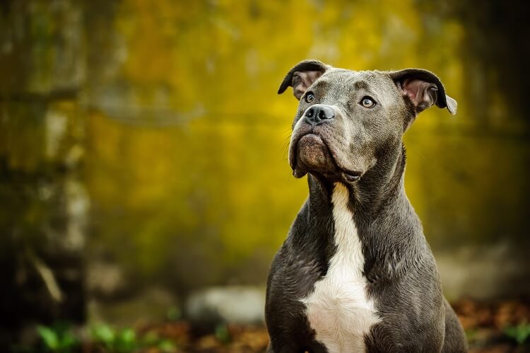 Blue Nose Pitbull