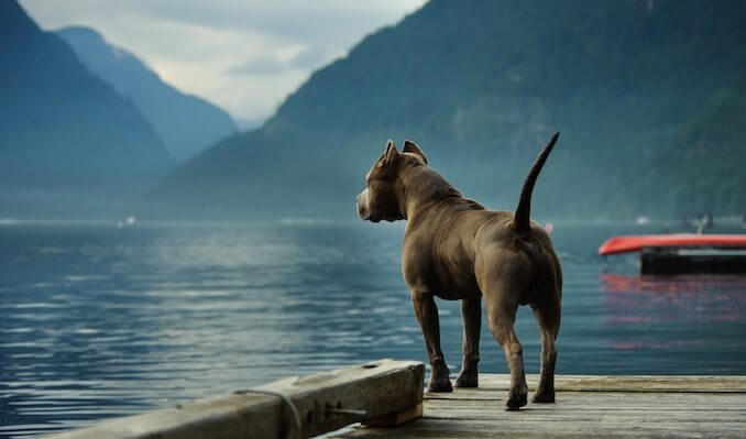 Blue Nose Pitbull At Lake