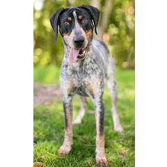 Bluetick Coonhound