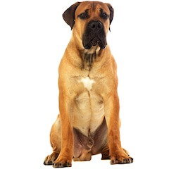 Boerboel