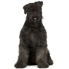 Bouvier des Flandres