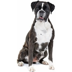 69 Large Dog Breeds: A-Z Big Dog List By Size | All Things Dogs