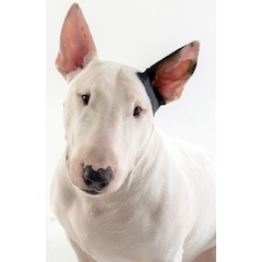 Bull Terrier