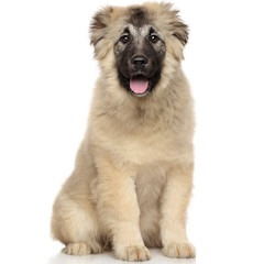 Caucasian Shepherd dog