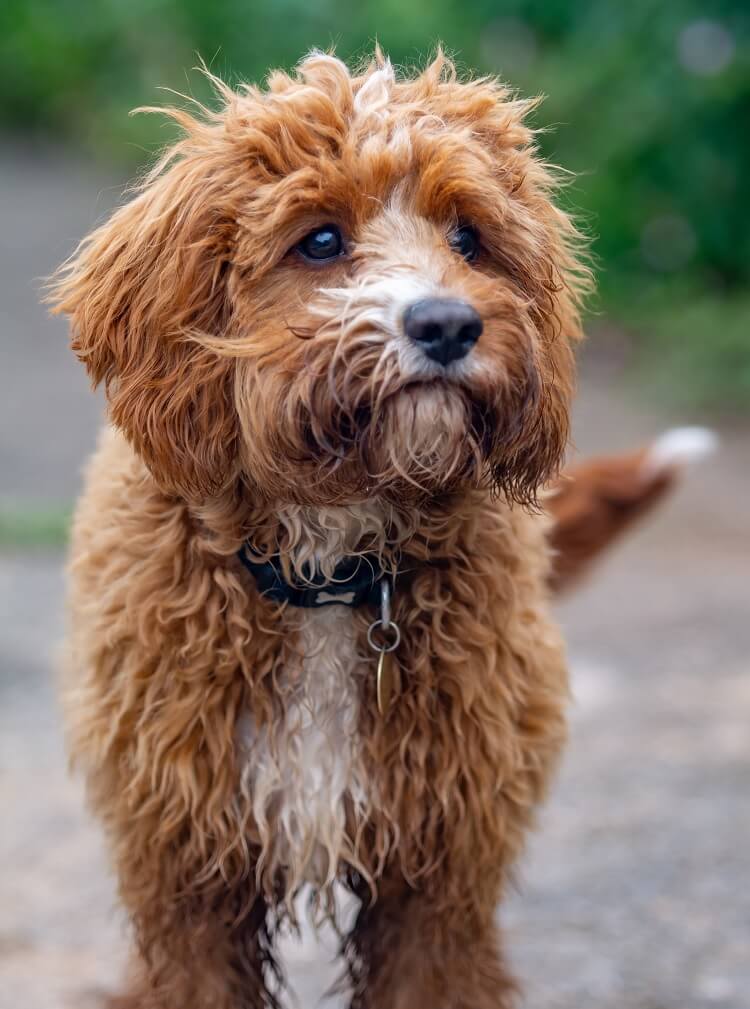 Cavapoo Close Up