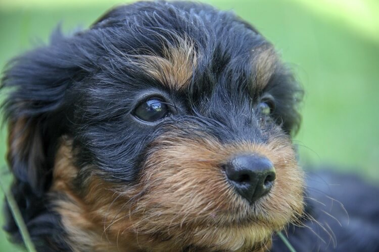 Cavapoo Dog