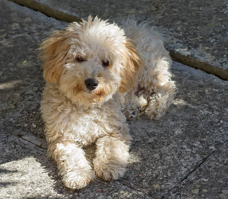 Cavapoo Outside Playing