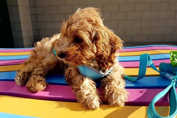 Cavoodle