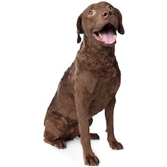 Chesapeake Bay Retriever