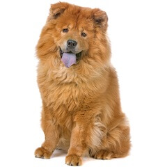 Chow Chow