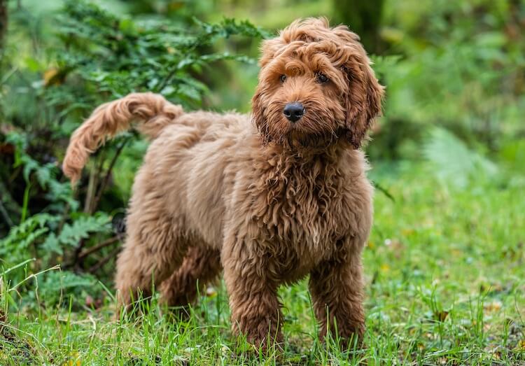 Cockapoo poodle mix